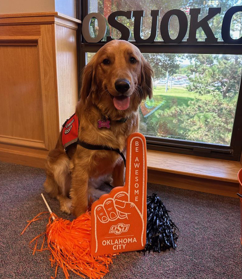 Golden retriever dressed as an OSU cheerleader