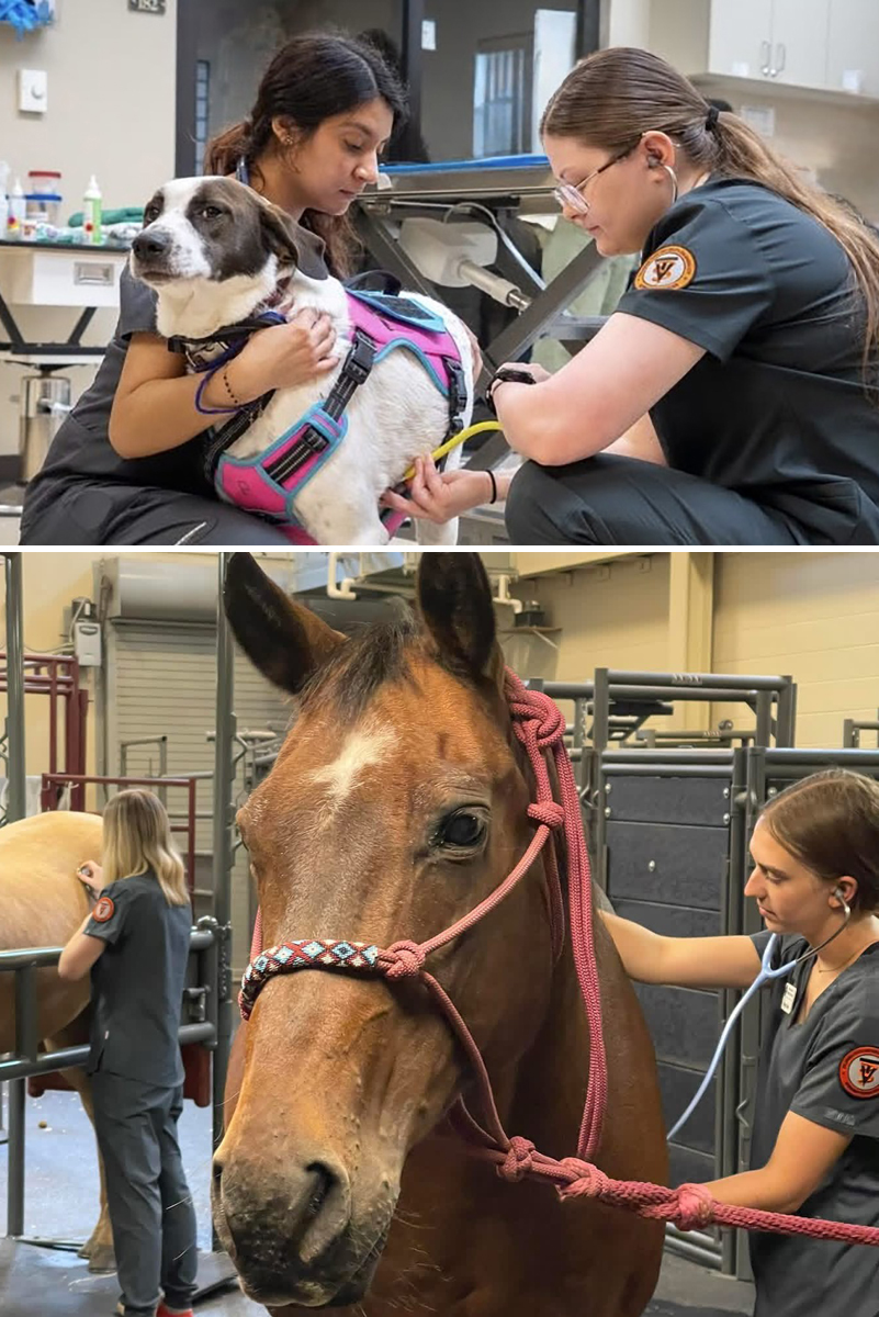 A collage of two photos. First, two veterinary professionals examining a dog wearing a colorful harness in a veterinary treatment room. Second, is a veterinarian examining a horse in a veterinary treatment area while holding its lead rope.