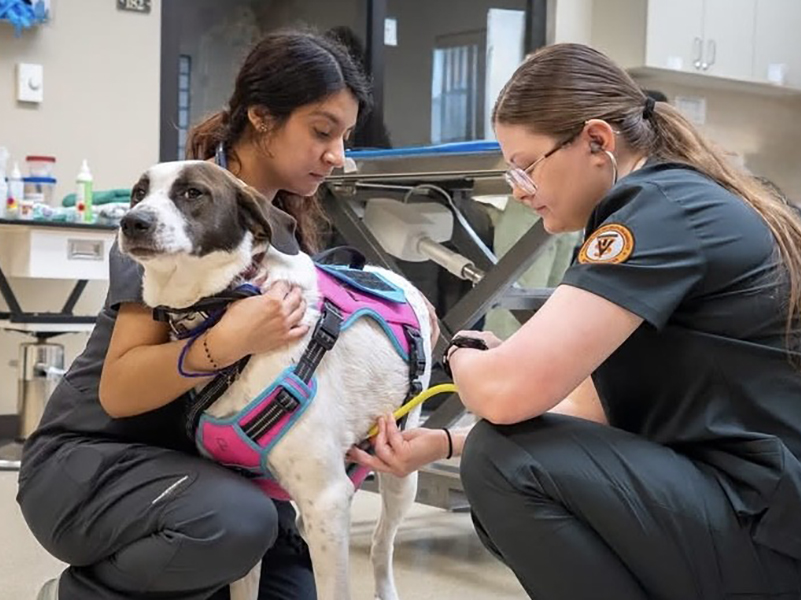 Two veterinary professionals examining a dog wearing a colorful harness in a veterinary treatment room.