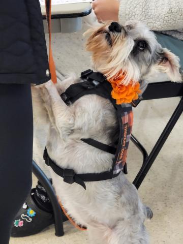 Lucy is a therapy dog for OSU-Stillwater who has visited the OSU-OKC campus. “Pete’s Pet Posse ” is in the process of opening a branch for the OKC campus. 